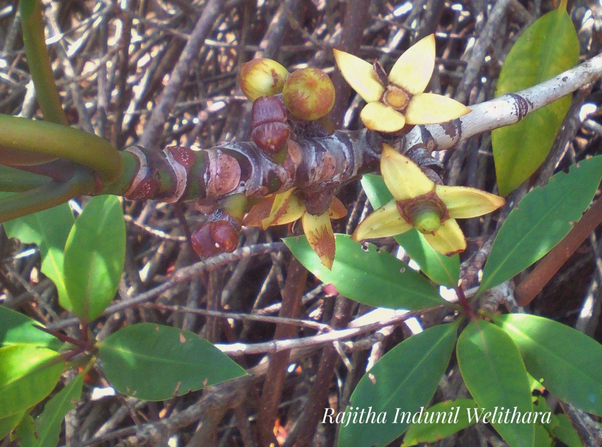 Rhizophora apiculata Blume